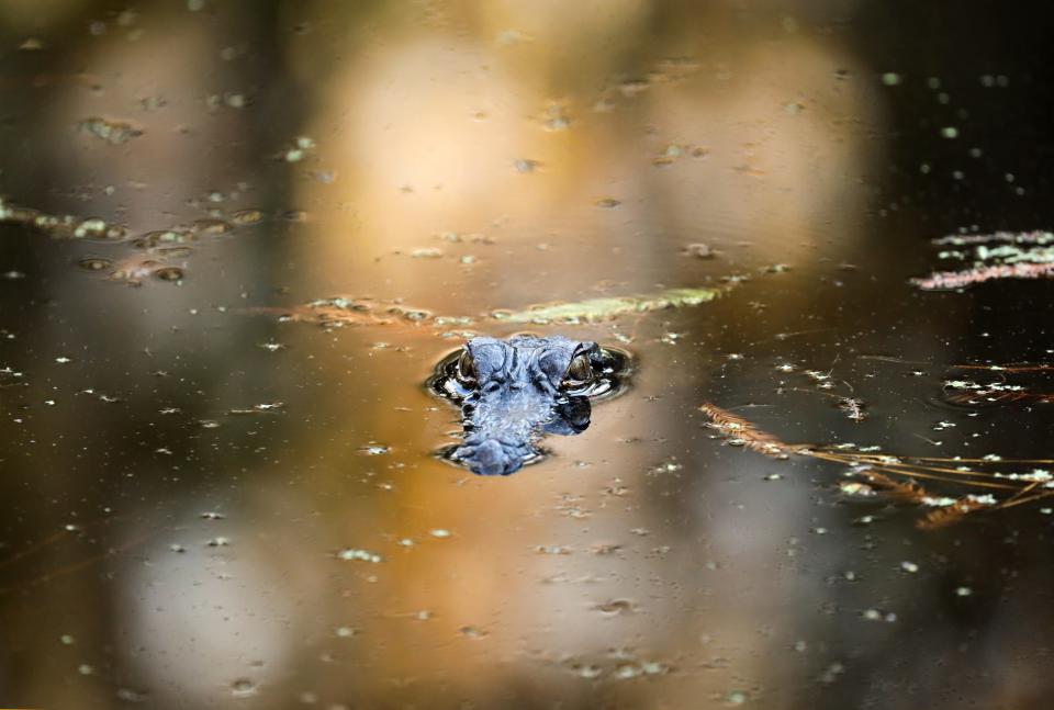 An alligator in the water where you can only see its eyes.