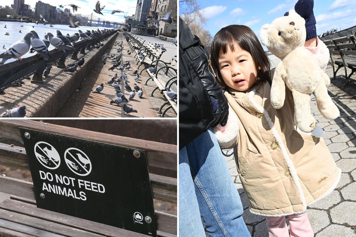 A composite photo of numerous birds taking over the walkway at Carl Schurz Park; a little girl, whose coat and teddy bear got soiled with pigeon poop and a city Parks Department sign that advises parkgoers to not feed the animals.