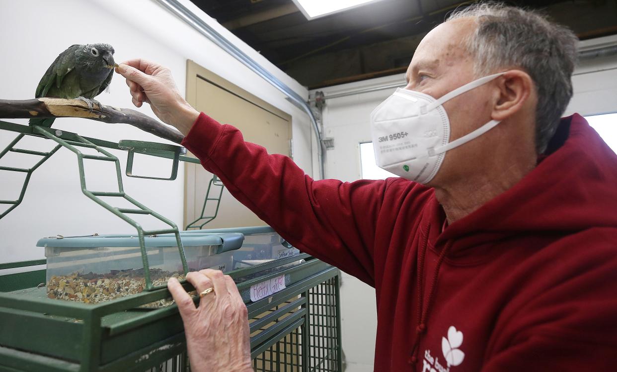 Chuck Winkler, group specialist and clinician at the Buckeye Ranch, gives a treat to Pretty Girl the parrot on Jan. 26. Pretty Girl is one of several animals in the animal-therapy center at the Buckeye Ranch, and plans are in place to renovate the center.