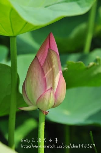 中社觀光花市～原來我是這麼愛向日葵！