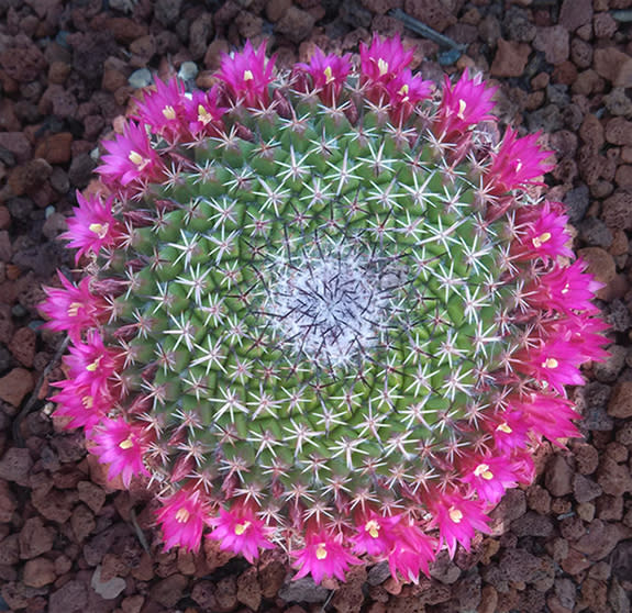 <i>Mammillaria</i> was the genus of the first cactus I had as a little girl of 5. Some plants in this genus have the distinction of flowering in a "crown" of blossoms. This one opened every flower right around Eastertime.