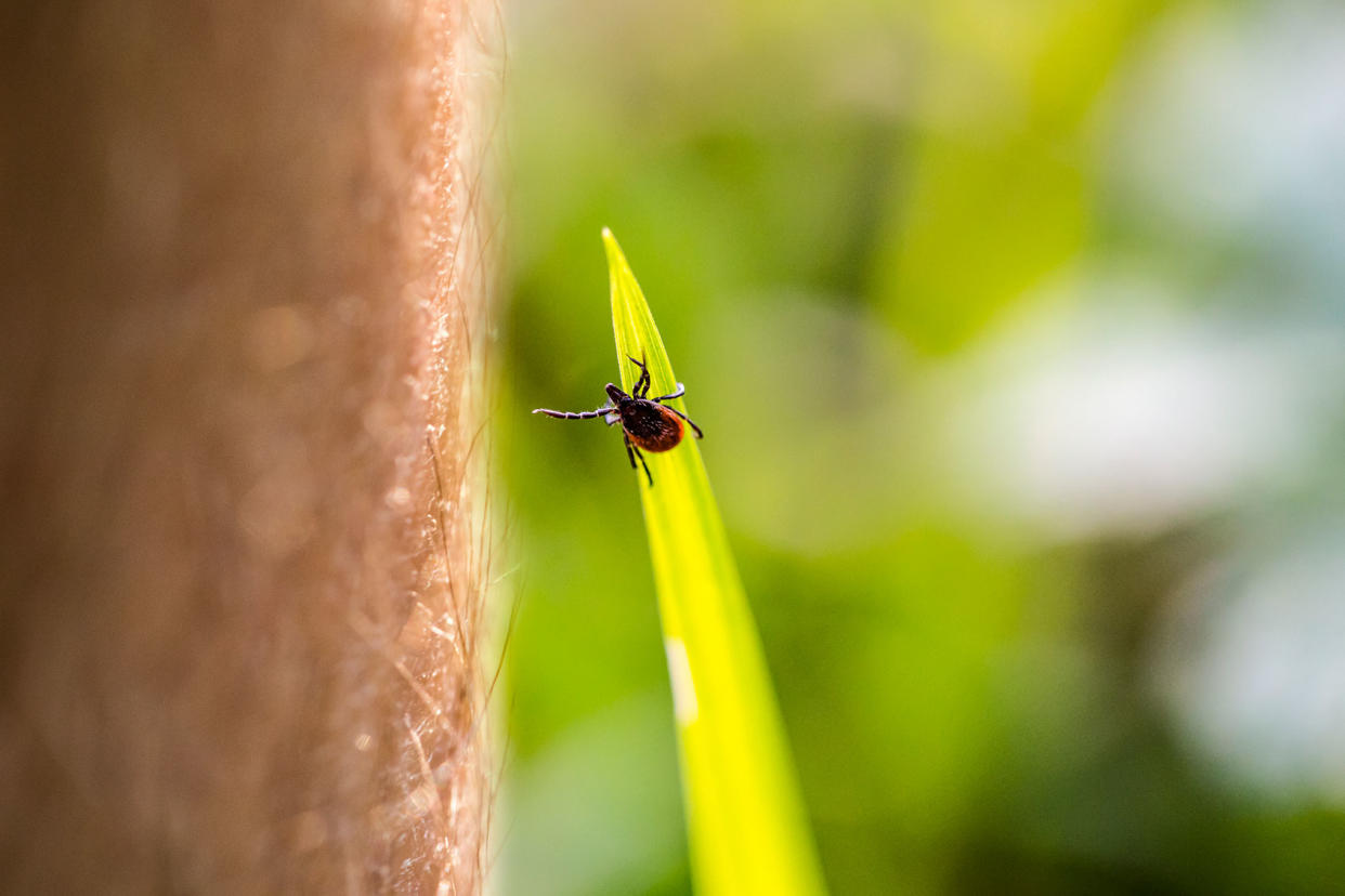 Tick Reaching For Human Leg Getty Images/kmatija