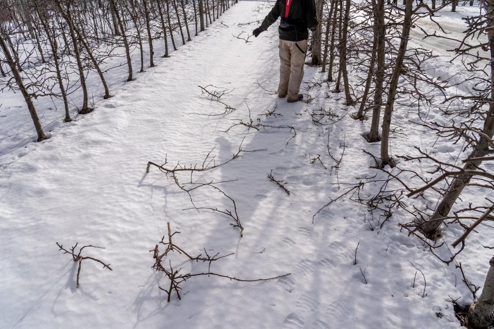 Schwallier's Country Basket owner Philip Schwallier works on pruning Zestar! apple trees reducing buds to allow apples to grow larger and for the sun to be able to make high quality apples at his family farm in Sparta on Friday, Jan. 21, 2022. Schwallier lost 40% of his apple crop last year because of a frost event.