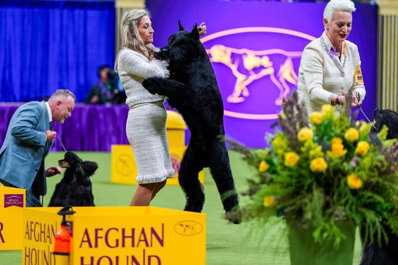 Monty, a giant schnauzer, takes part in the best in show competition at the 148th Westminster Kennel Club dog show, Tuesday, May 14, 2024, at the USTA Billie Jean King National Tennis Center in New York. | Julia Nikhinson