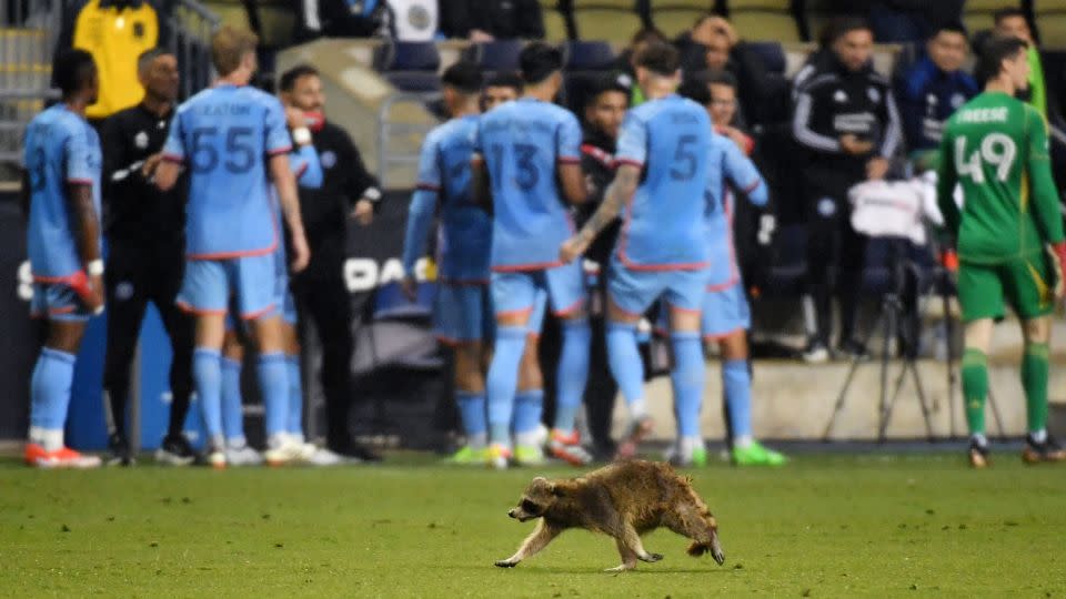 Raquinho the raccoon was eventually captured and later released. - Eric Hartline/USA TODAY Sports/Reuters