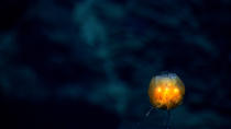 <p><span>This rare glowing dandelion siphonophore is composed of many individual animals working together to absorb nutrients. (Photo: NOAA Okeanos Explorer Program; 2013 Northeast U.S. Canyons Expedition Science Team)</span> </p>