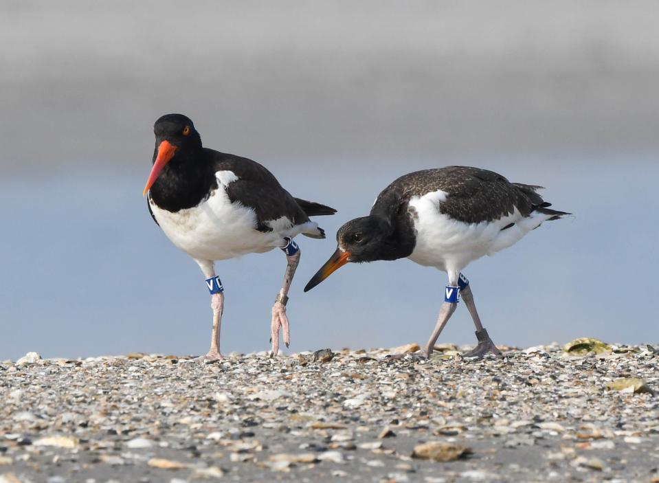 Oystercatcher