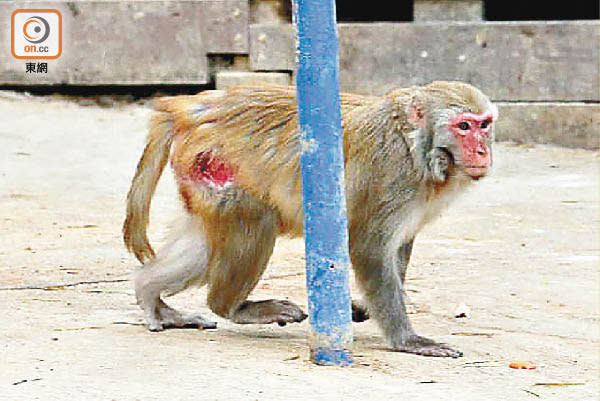 有猴子大腿位置嚴重受傷，面露痛苦表情。