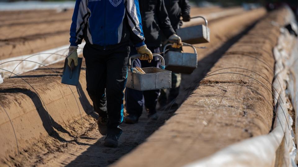 Wegen der Corona-Krise fehlen viele Saisonarbeitskräfte in der Landwirtschaft. Aber auch in anderen Branchen könnten jetzt Kurzarbeiter einspringen. Die Zuverdienstgrenzen wurden daher angehoben.