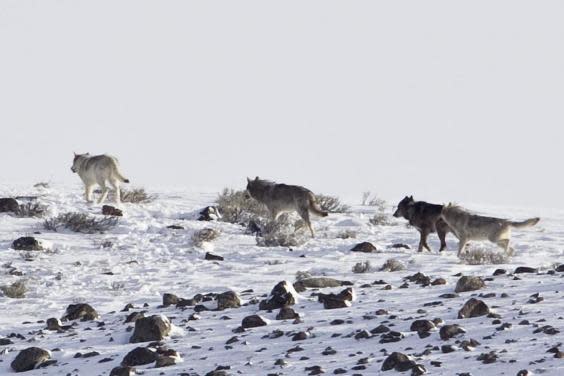 Wolves in Yellowstone, where they have shocked researchers by eating fish (Rex)