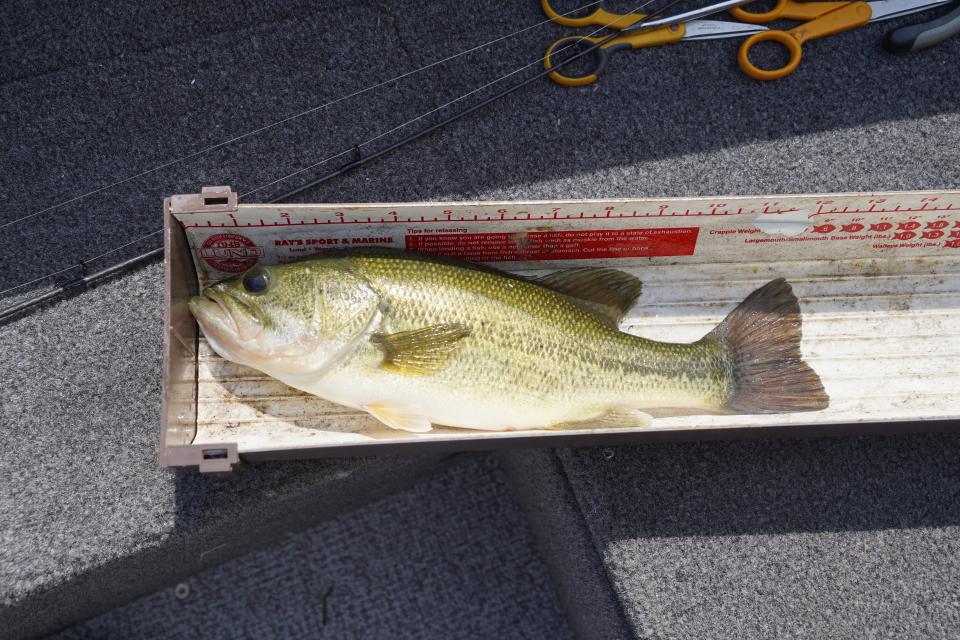 A 12-inch-long largemouth bass is measured during a fishing outing on Deer Lake near St. Croix Falls. The lake has no minimum size limit for bass but all bass from 14 to 18 inches must be released.