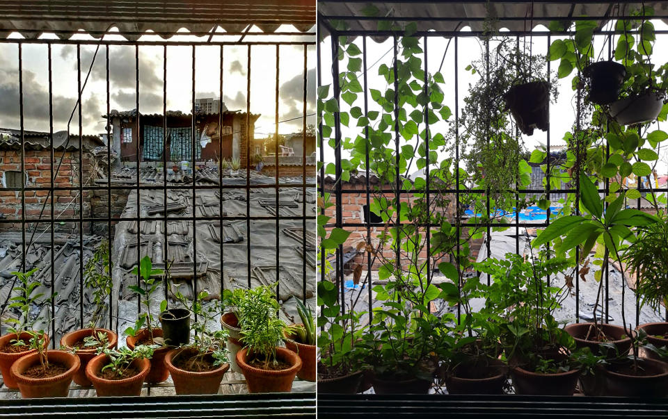 This combination photo shows the container garden built by community activist Kunal Kanase, 31, when he first began it in May 23, 2019, left, and the garden as it stands on Tuesday, June 2, 2020 at his home in Dharavi, one of Asia's largest slums, in Mumbai, India, Saturday, May 16, 2020. Kanase says the people in Dharavi "do not have the privilege to connect with nature. All around Dharavi, you will see only people and houses." So he built the container garden with the help of a friend, especially for his mother who spends a lot of time inside the house. (Kunal Kanase via AP)