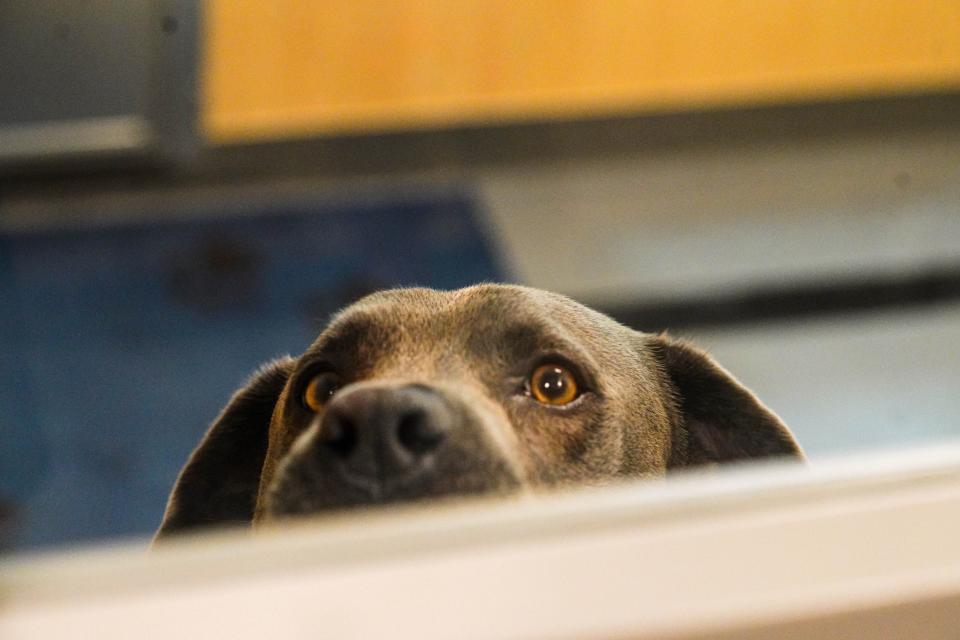 A dog is seen at Faithful Friends Animal Society's new headquarters near New Castle on July 26, 2023.