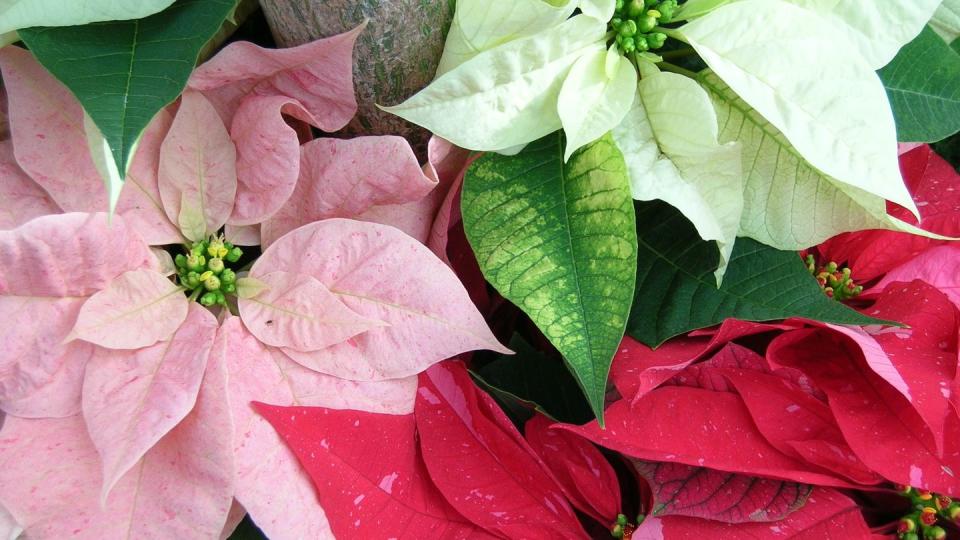 multiple array of poinsettia colors