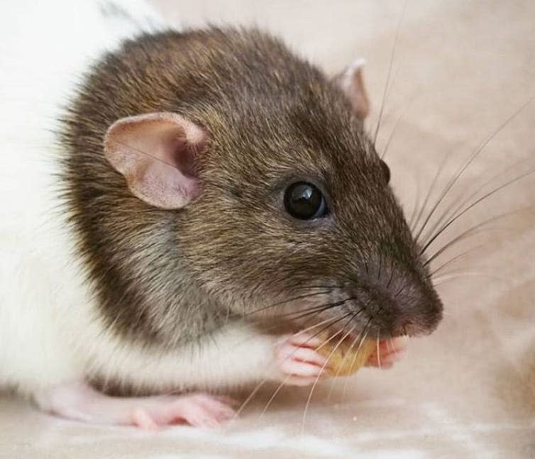 <span class="caption">Rat whiskers. Image courtesy of Dr Maria Panagiotidi, University of Salford.</span>