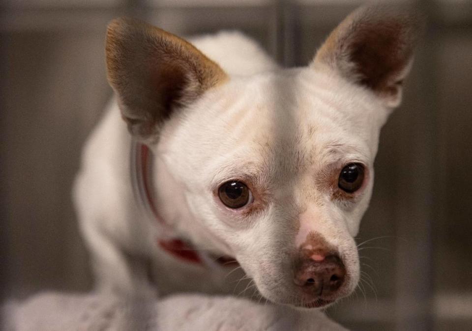 A dog looks out from its crate at the Miami-Dade Animal Shelter in Doral.