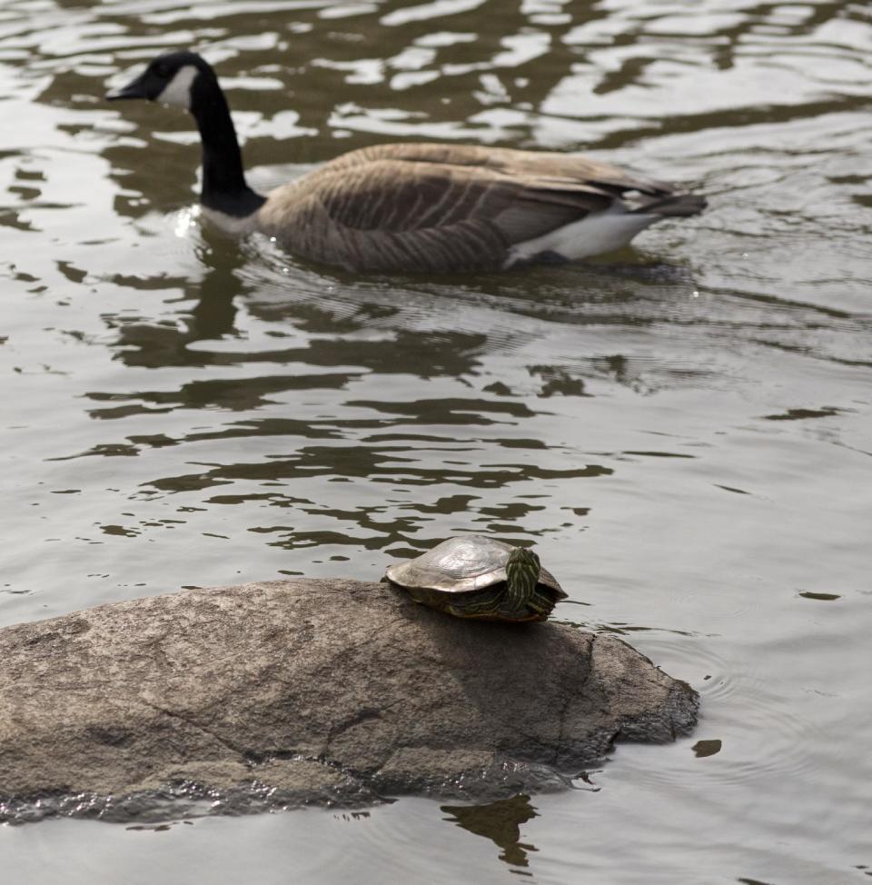 A Canada Goose paddles past a painted turtle out of hibernation, Tuesday, Feb. 28, 2017, in New York's Central Park. Crocuses, cherry trees, magnolia trees are blooming several weeks early because of an unusually warm February. Some climate experts say it looks like, because of an assist from global warming, spring has sprung what may be record early this year in about half the nation. (AP Photo/Mark Lennihan)