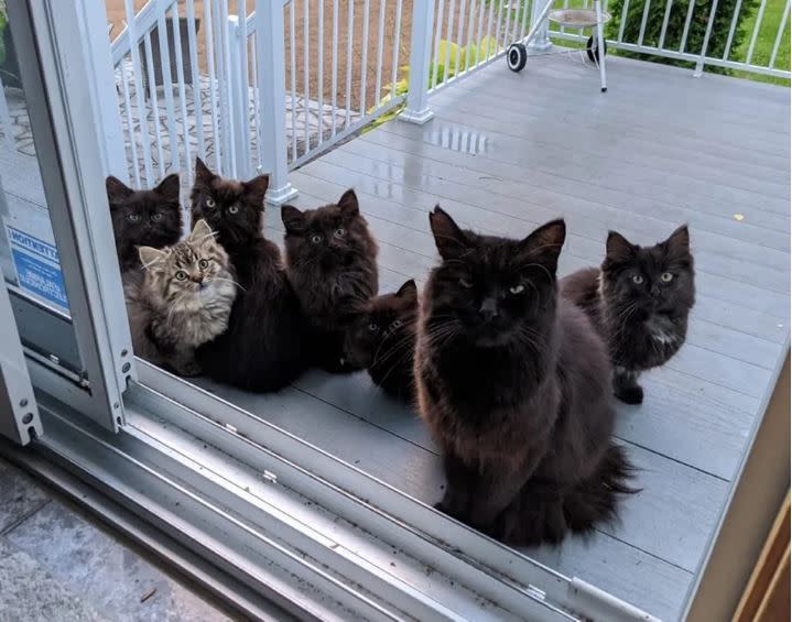 流浪的黑貓帶全家來蹭飯。（圖／翻攝自Chatons OrphelinsMontréal臉書）