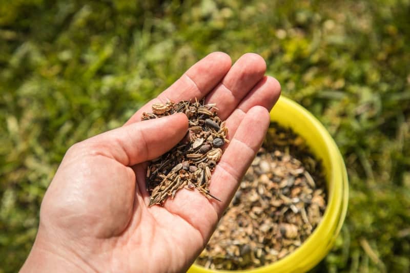 It is best to use seeds from native plants for your seed bombs. Christin Klose/dpa