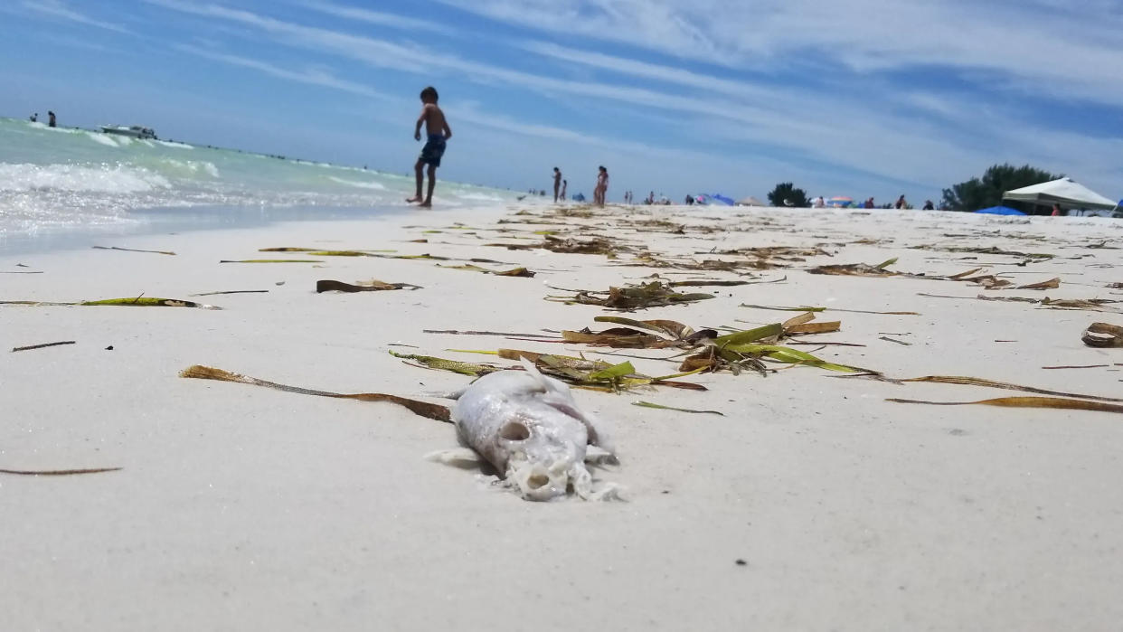 Red tide has come early, bringing smelly dead fish to Gulf beaches.