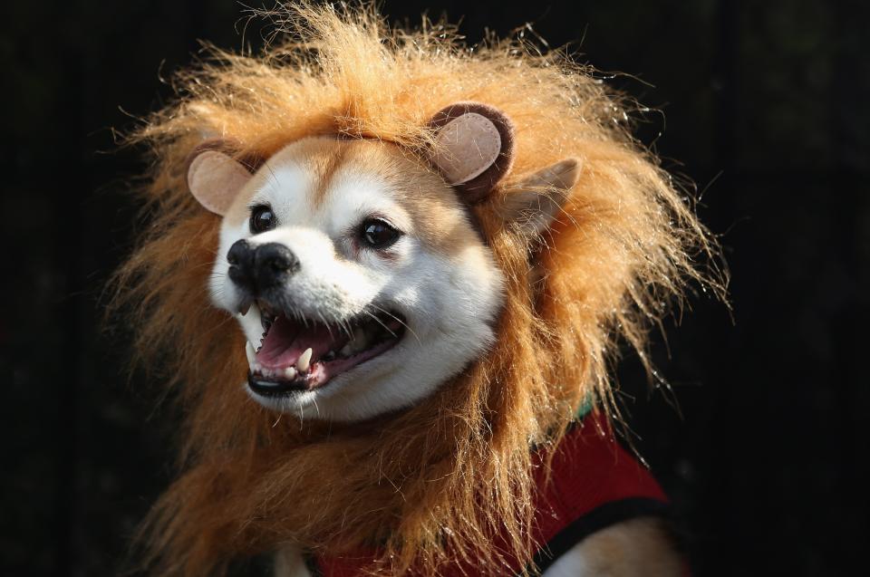 Dogs Dress Up For Annual Tompkins Square Park Halloween Parade