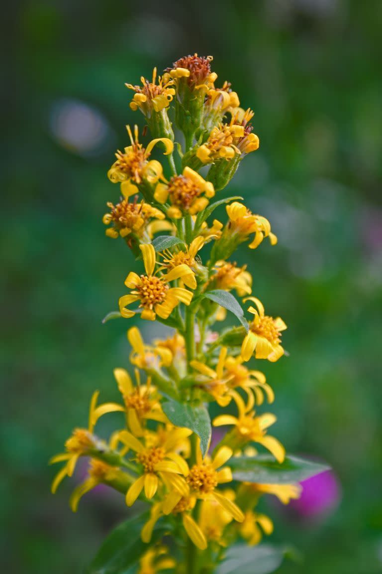 Goldenrod