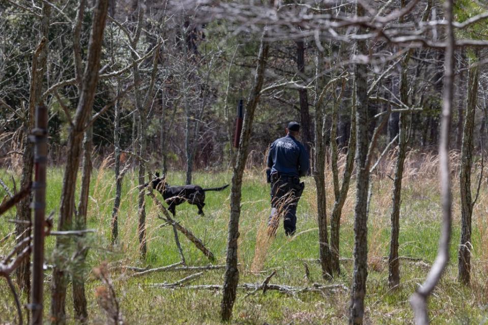 State Police K-9 unit searches a wooded area along River Road in Manorville this week. Dennis A. Clark