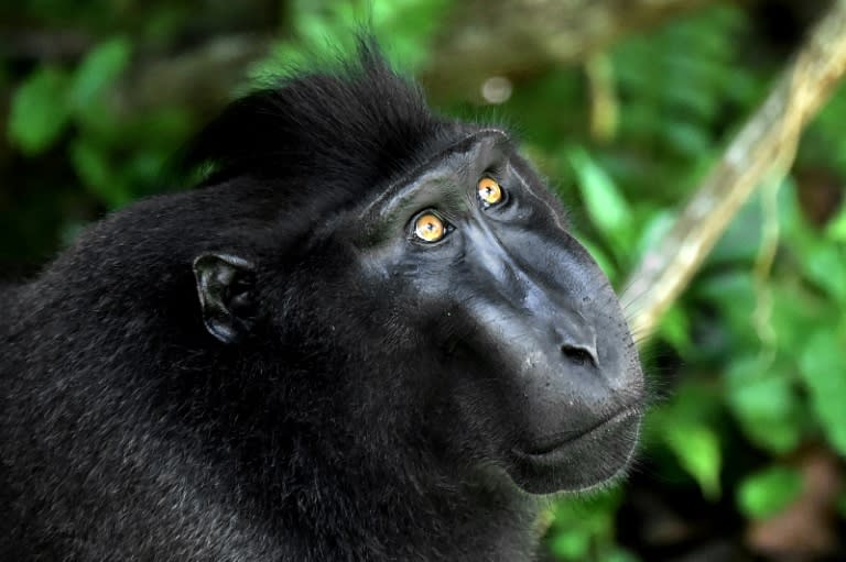 The crested black macaque shot to fame when one of the monkeys snapped grinning selfies and became embroiled in a US court battle