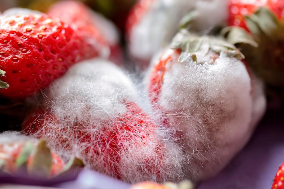 Is It OK to Eat Moldy Strawberries? What Will Happen?