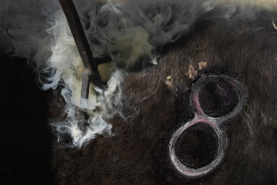 A farmhand brands a calf with a hot iron during a bullfighting workshop, in Aculco, Mexico, Thursday, Jan. 25, 2024. The workshop is part of an initiative promoted by the Mexican Association of Bullfighting to attract new followers to this centuries-old tradition and confront the growing global movement driven by animal defenders. (AP Photo/Fernando Llano)