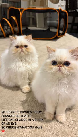 <p>Cara Delevigne'/Instagram</p> Cara Delevingne shared a photo of her cats in an Instagram Story following her L.A. house fire