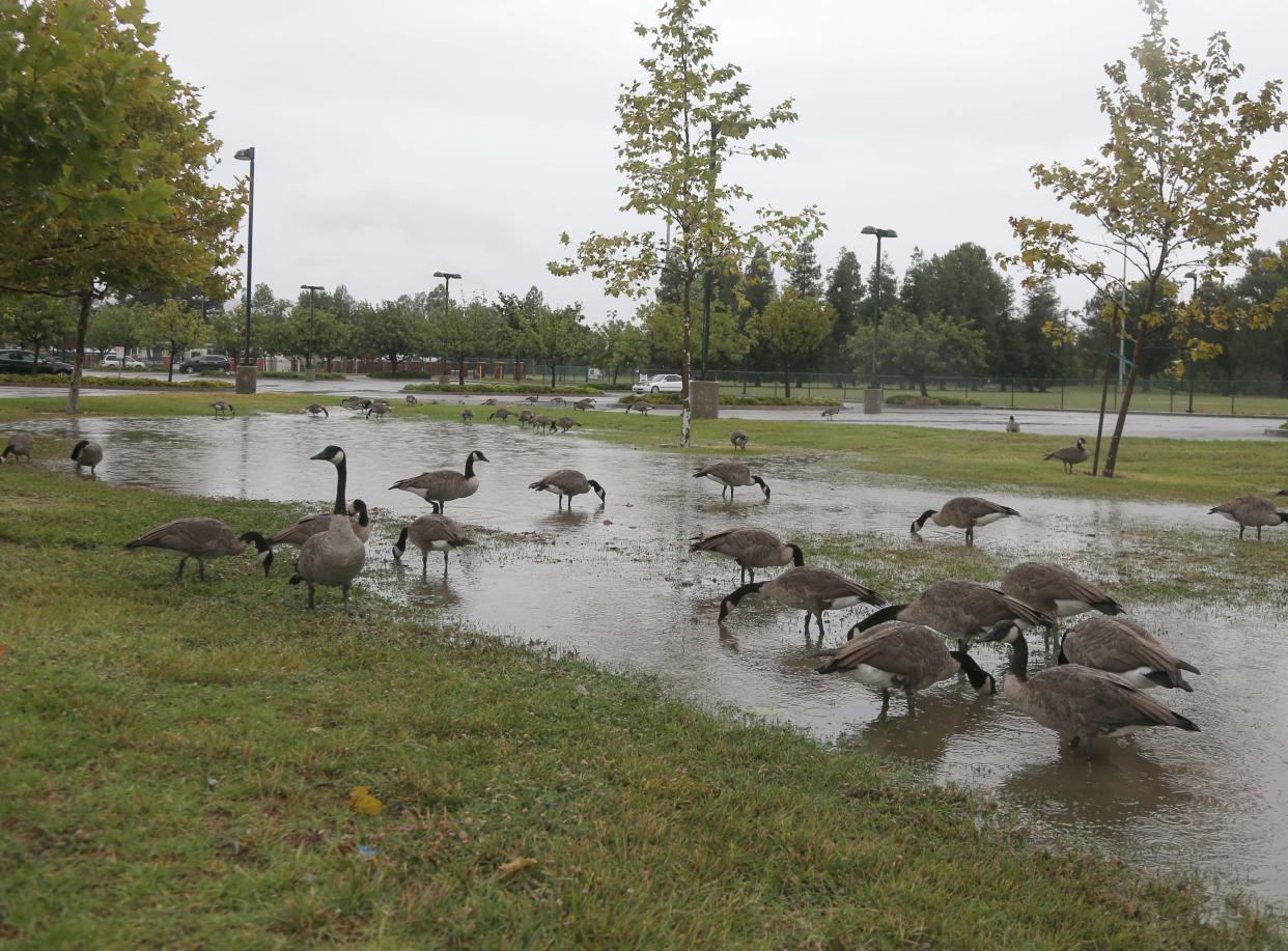 Geese enjoy puddles of water at Rancho Simi Community Park during an August storm. Light rain that started Friday in Ventura County should clear out by Sunday afternoon.