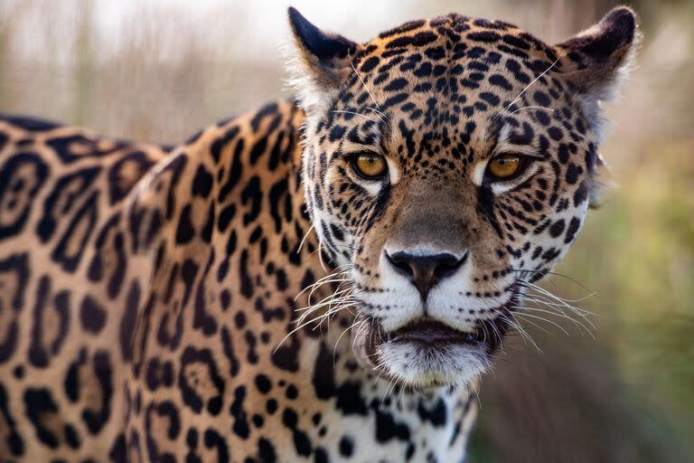 El yaguareté es el mayor felino del continente americano