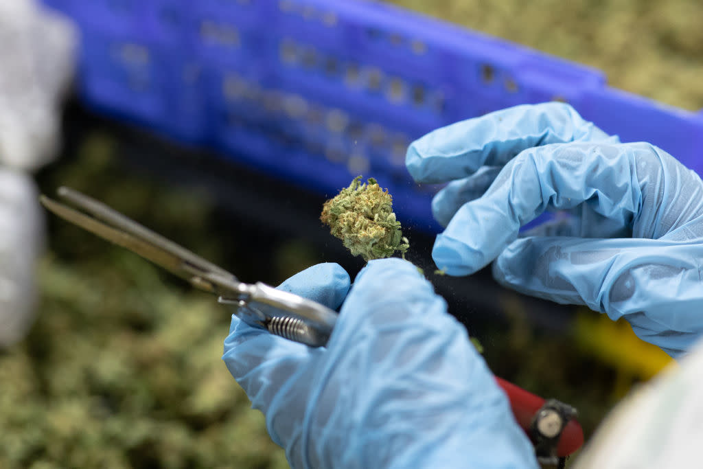 A person with blue gloves holds a portion of the cannabis plant, along with clippers.