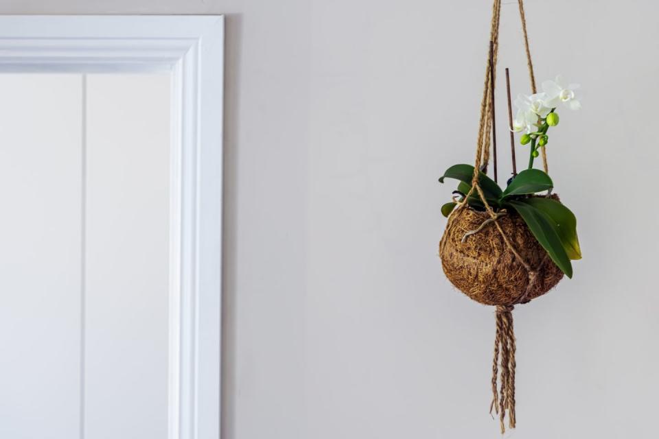 indoor hanging plants moth orchid