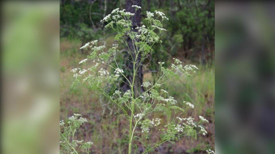 美國德州女子Kenzie Kizer在臉書發文警告毒堇（Poison Hemlock）的可怕。（圖／翻攝自Kenzie Kizer臉書）