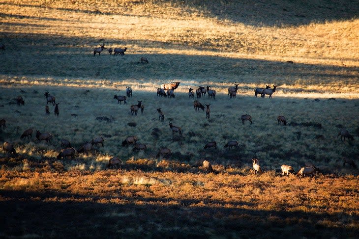 Autumn elk rut at Valles Caldera National Preserve in New Mexico.