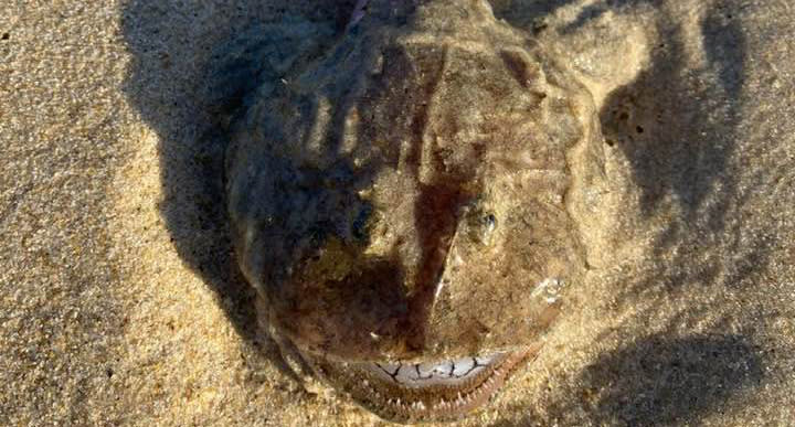 A stargazer washed up on a Queensland beach.