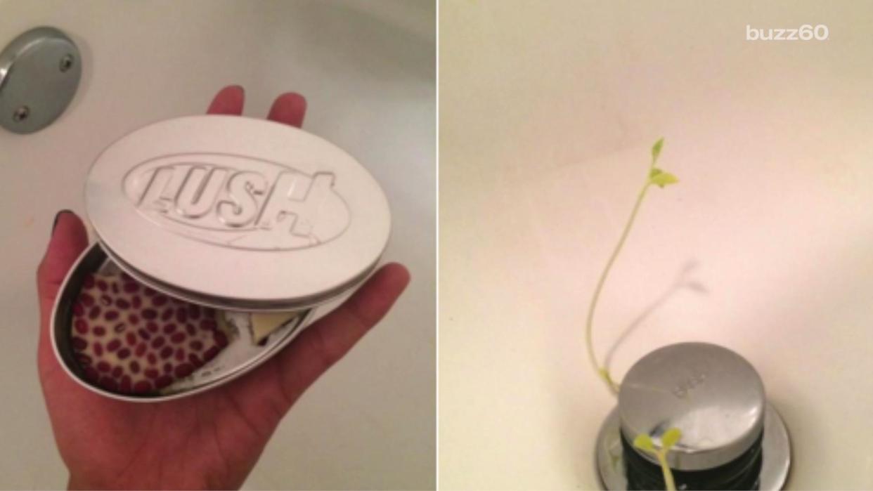 Lush Massage Bar Grows Plants in Customers' Drains