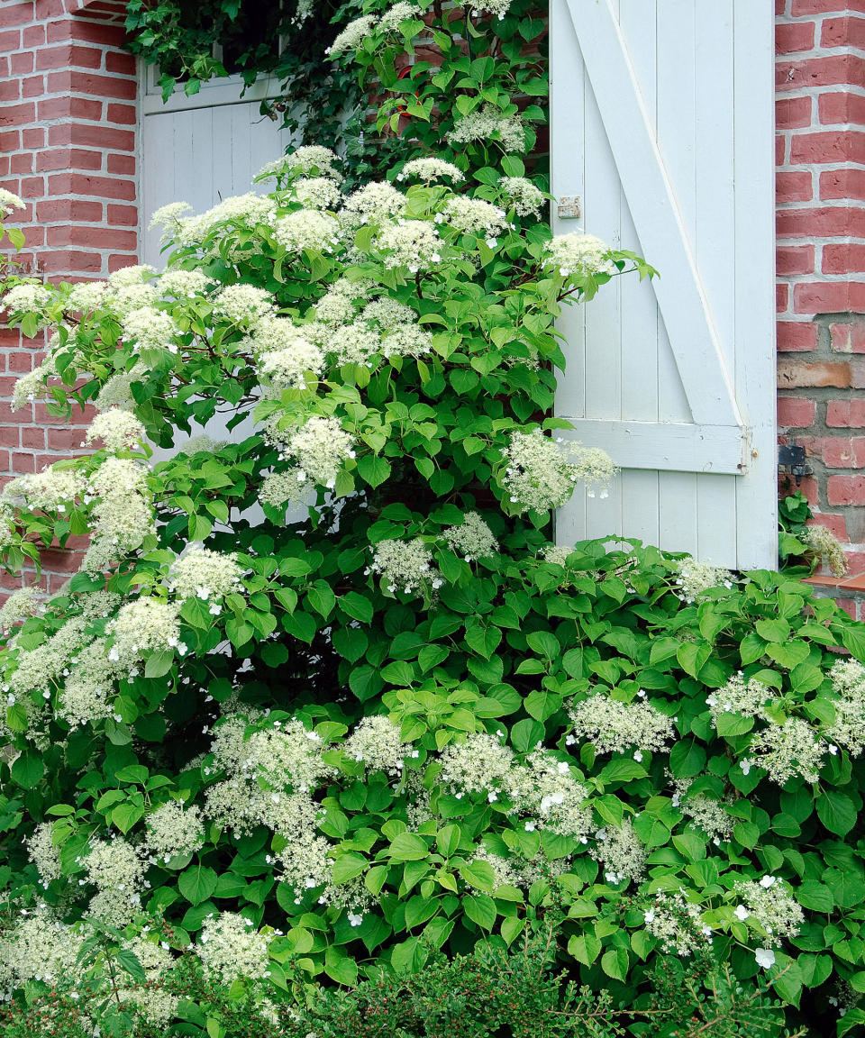 white climbing hydrangea on wall