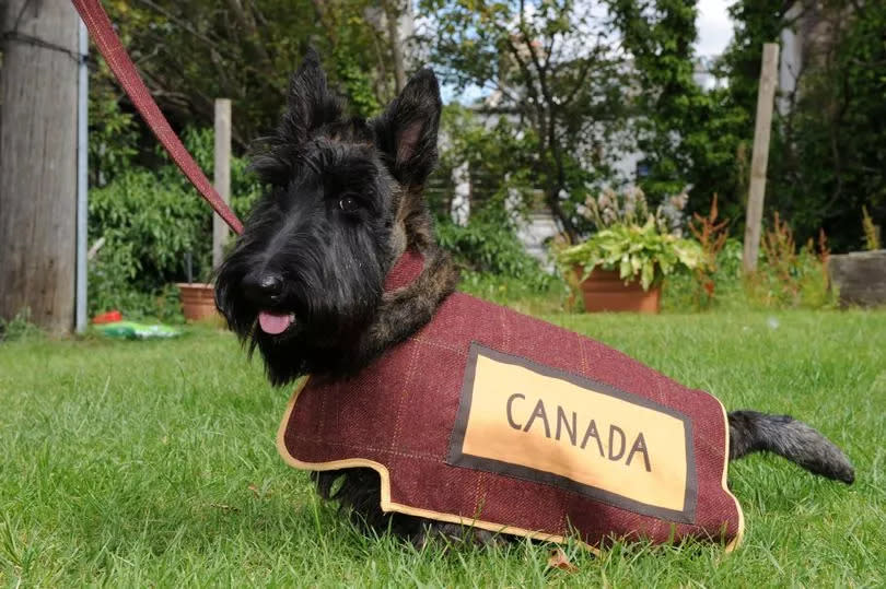 Hamish, a Scottie from Bathgate, led the Canadian and Tongan teams out at the Glasgow Commonwealth Games opening ceremony