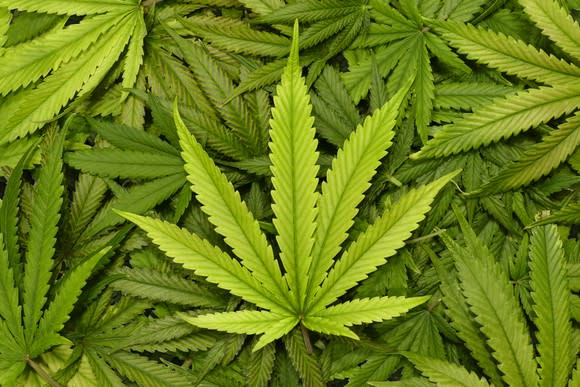 Pile of marijuana leaves with one positioned on top and in the center.