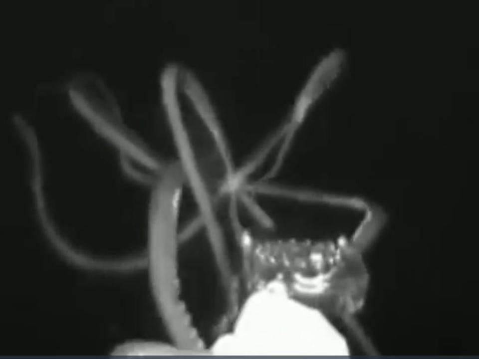 In the pitch black waters 750 meters below the surface of the Gulf of Mexico, a thin, undulating arm emerges from the gloom. Suddenly, it splits as a squid blooms from the darkness and attacks.For the first time, a giant squid has been captured on film in US waters.The video was filmed last week by a team of researchers on an expedition funded by the National Oceanic and Atmospheric Administration (NOAA). They were studying the impacts of light-deprivation on deep sea creatures who live in the "midnight zone", 3,280ft below the surface.To bring the historic image to the world, the 23-person crew had to use a specialised probe to lure the elusive squid to a camera, and then find it among hours of video footage.The downloaded video also survived a sudden lightning strike to the metal research vessel that could have destroyed the scientists' computers. Edith Widder, one of the leaders of the NOAA expedition, described the moment they spotted the squid as "one of the more amazing days at sea I've ever had". The scientists used a specialised camera system developed by Ms Widder called The Medusa, which uses red light undetectable to deep sea creatures.The probe was fitted with a fake jellyfish that mimicked the invertebrates' bioluminescent defence mechanism, which can signal to larger predators that a meal may be nearby, to lure the squid and other animals to the camera.With days to go until the end of the scientists' two-week expedition, 100 miles southeast of New Orleans, a giant squid took the bait."It's got eight writhing arms and two slashing tentacles," Ms Widder said. "It has the largest eye of any animal we know of, it's got a beak that can rip flesh."It has a jet propulsion system that can go backwards and forwards, blue blood, and three hearts. It's an amazing, amazing life form we know almost nothing about."Michael Vecchione, a zoologist at the NOAA's National Systematics Laboratory was able to confirm remotely that the scientists had captured images of the elusive giant squid. The researchers estimated it was at least 3-3.7m long.Nobody had managed to collect footage of the creature in its natural habitat until 2012, when Ms Widder and her colleagues used The Medusa to capture the first-ever video on a mission off the coast of Japan. Historically, much of what scientists knew about giant squid came from dead specimens that had washed up on shore or had been recovered from the bellies of sperm whales, Smithsonian Magazine reported. Their immense size, alien features, and elusive behaviour have earned the giant squid a legendary status among marine life.Ms Widder and her colleagues, hope that discoveries like theirs will continue to capture the public imagination and help spur support for oceanic research."What were once monsters to be feared are now curious and magnificent creatures that delight," the NOAA scientists wrote on their expedition blog."We like to feel that science and exploration has brought about this change, making the world less scary and more wondrous with each new thing we learn."Washington Post