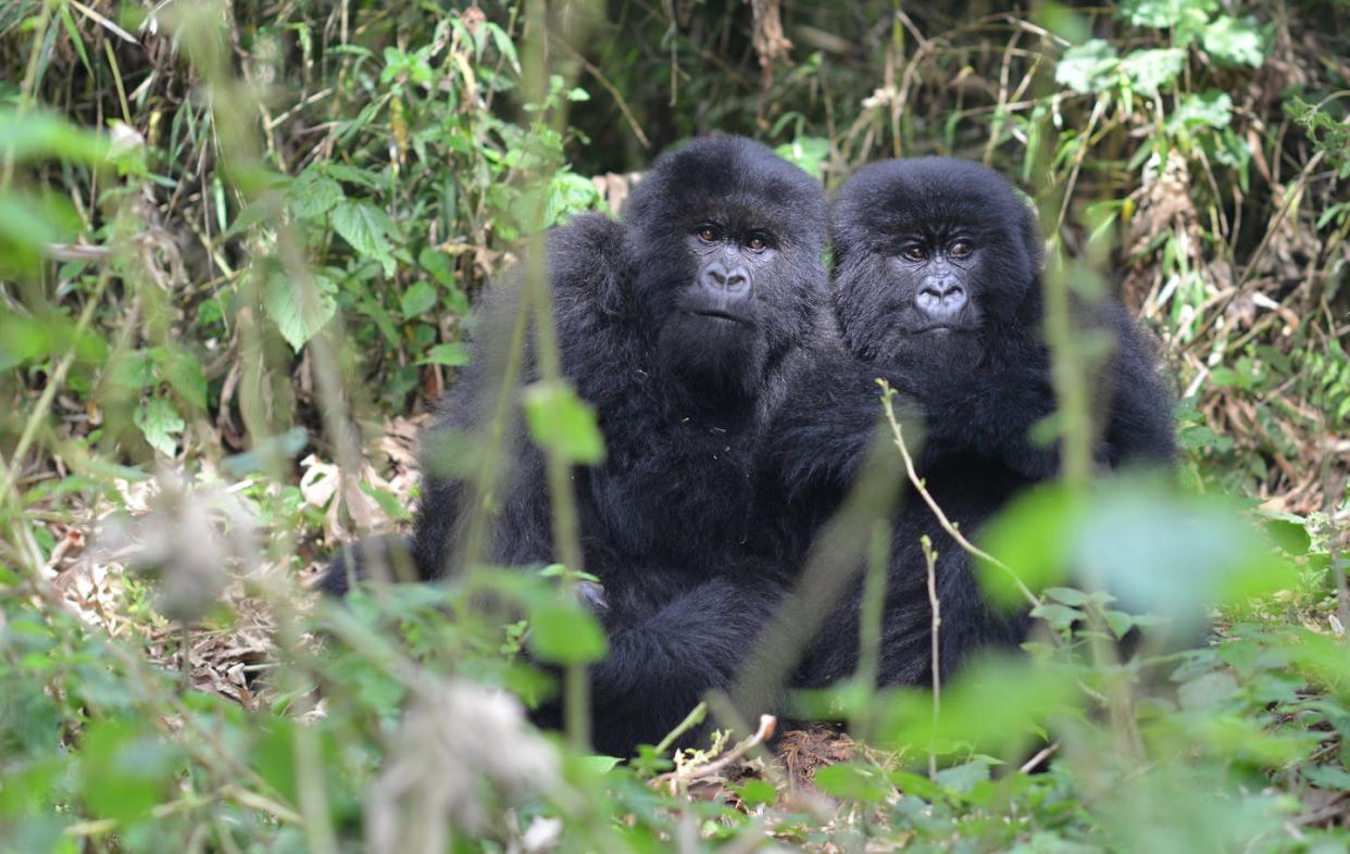 A lot of bad things can happen to young mountain gorillas in the wild. Dian Fossey Gorilla Fund