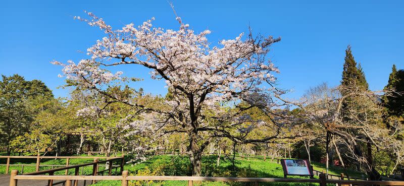 阿里山花季10日登場（1） 阿里山花季10日登場，目前阿里山國家森林遊樂區 「櫻王」染井吉野櫻已花開9成。 （林業及自然保育署嘉義分署提供） 中央社記者蔡智明傳真 113年3月8日 