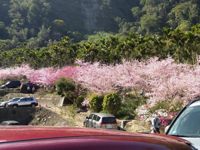 雲林草嶺櫻花盛開遊客爆量　縣府加開台灣好行賞櫻專車