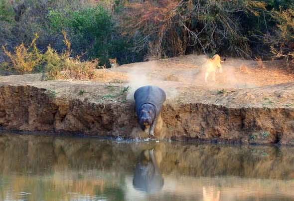 Hippo takes the plunge after being cornered by pack of lions