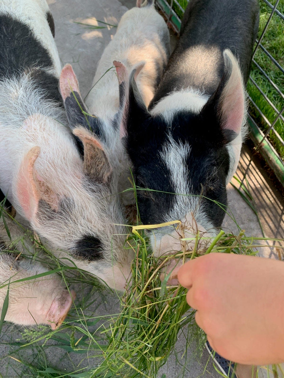 There is much to explore during the 15th Annual Farm Tour, including heritage breed livestock.