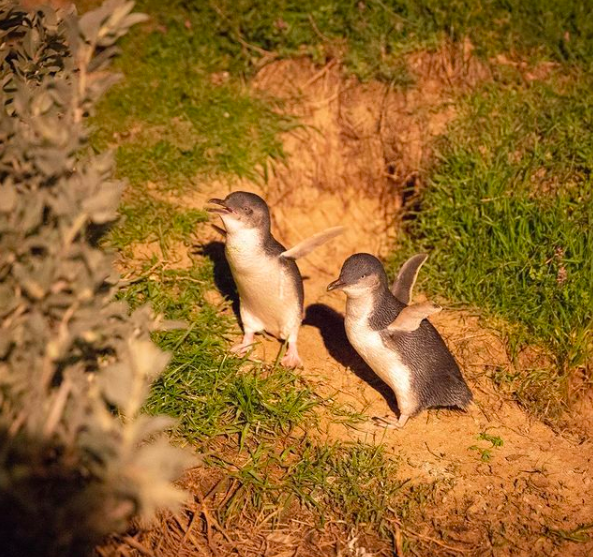 <p>From Monday 15th February, you can watch a daily <strong>little penguin</strong> parade for four weeks live from Phillip Island Nature Parks in Australia. Home to an estimated 32,000 penguins, the island sees the flightless birds come ashore just after sunset each night to explore the sandy beach. Make sure not to miss this...</p><p><a class="link " href="https://www.penguins.org.au/virtual/live-penguin-tv/" rel="nofollow noopener" target="_blank" data-ylk="slk:WATCH NOW;elm:context_link;itc:0;sec:content-canvas">WATCH NOW</a></p>