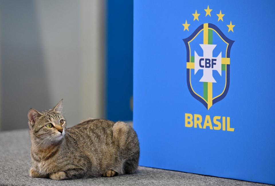 小貓平安落地。（AFP）